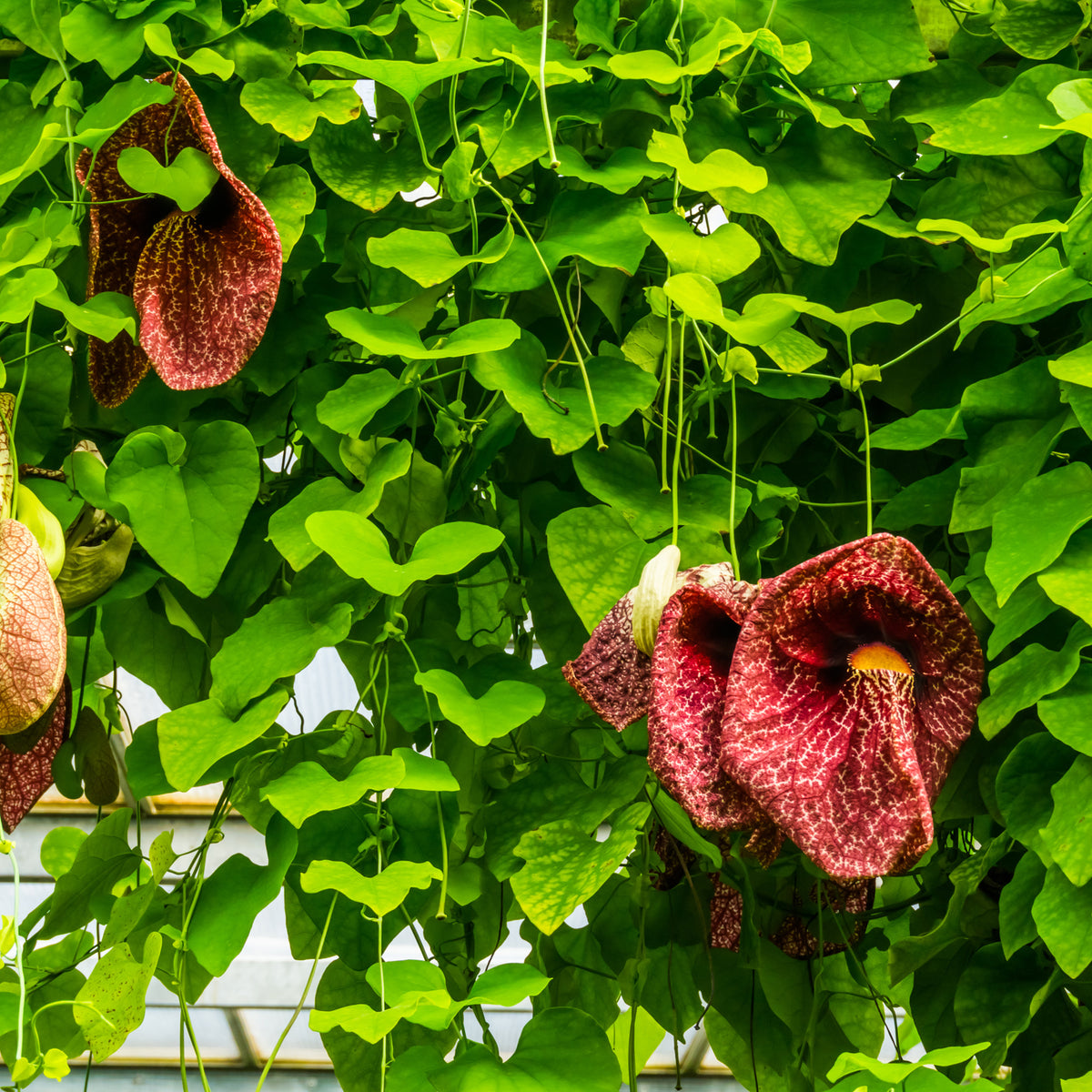Aristolochia macrophylla - Duitse pijp - Klimplanten