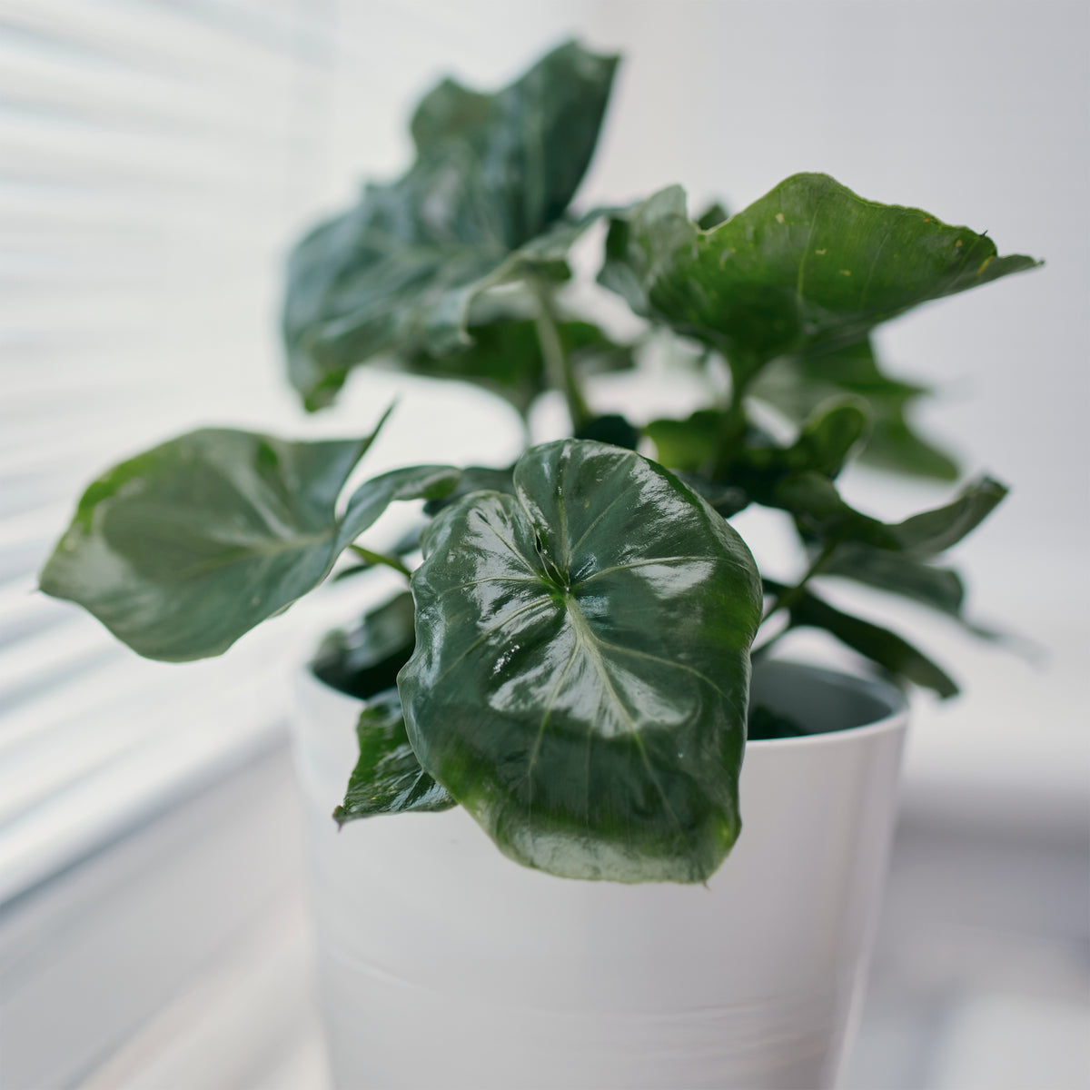 Philodendron Monstera Atom - Willemse