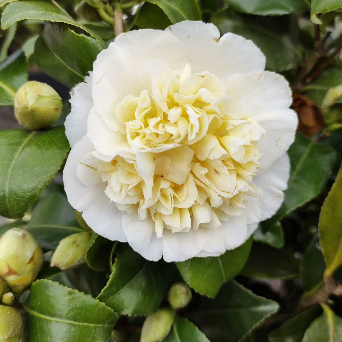 Camellia - Dubbelbloemige Japanse roos - wit - Camellia japonica Brushfields Yellow