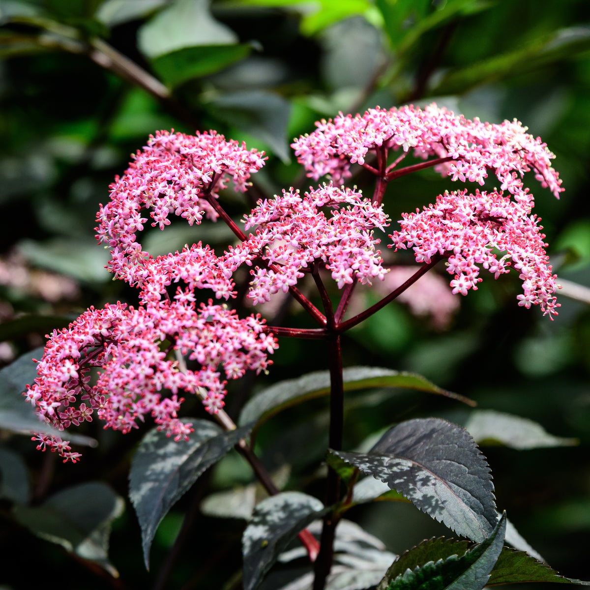 Heesters - Vlier 'Thundercloud' - Sambucus nigra Thundercloud
