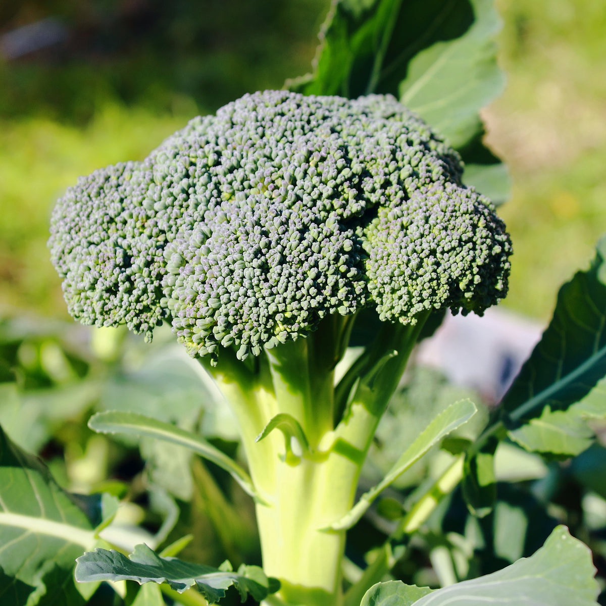Broccoli 'Calabrese Natalino'