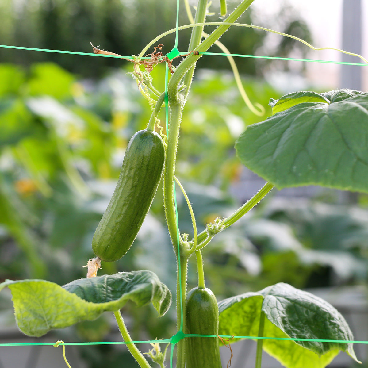 Komkommer 'Broumana F1' - Willemse