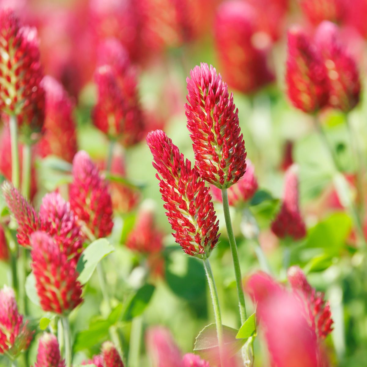 Eetbare bloemzaden - Rode klaver - BIO - Trifolium incarnatum