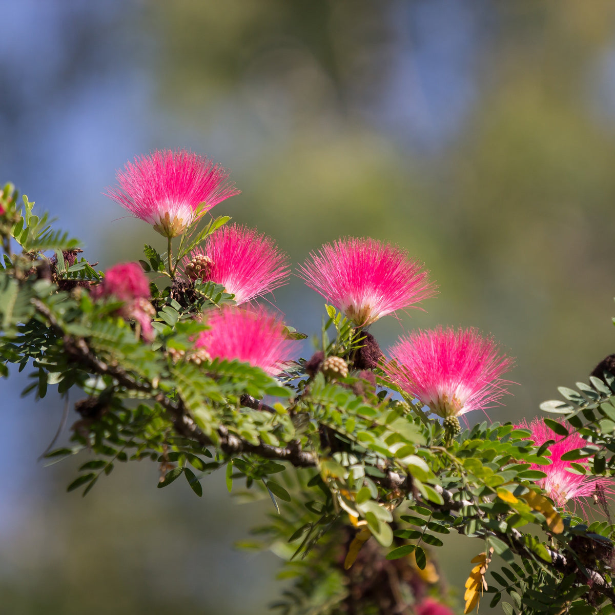 Calliandra surinamensis pink powder puff - Surinaamse Poederdons op stam - Balkon- en terrasplanten