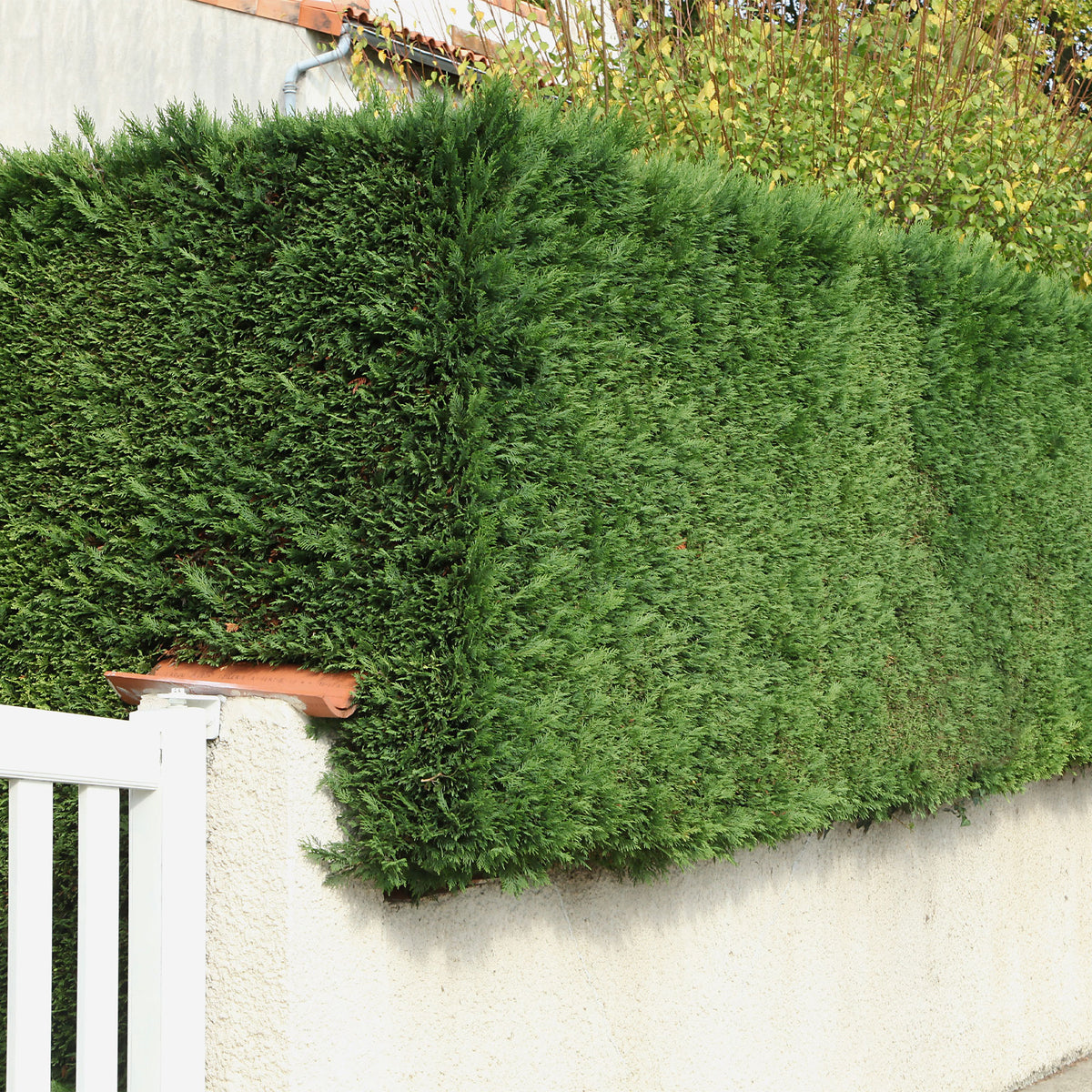 Leylandii conifeer - Willemse