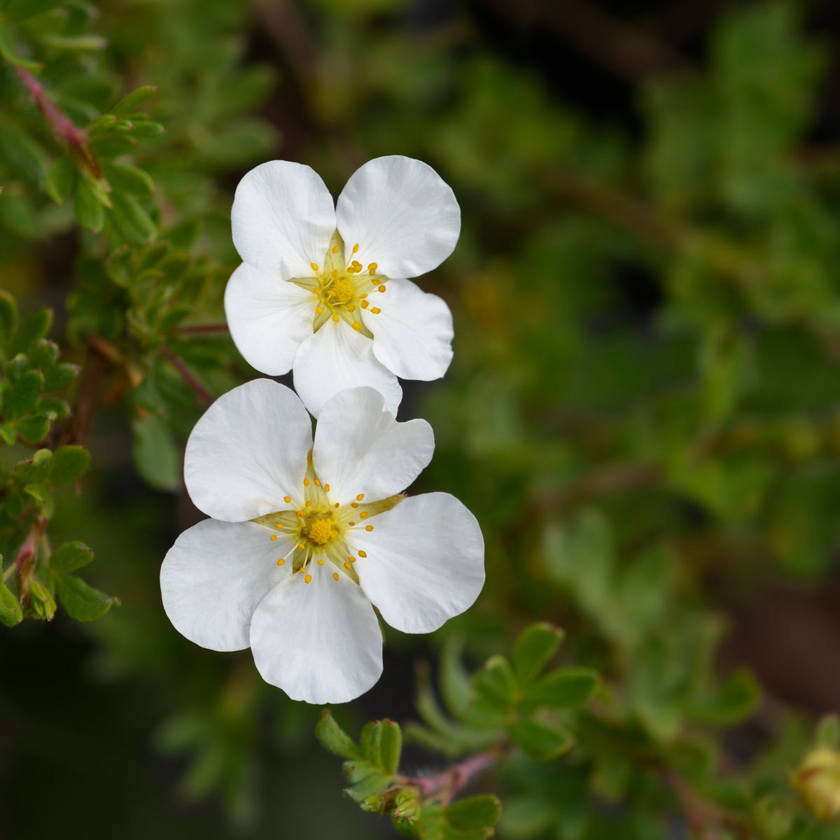 Bloeiende heesters - Ganzerik 'Abbotswood' - Potentilla fruticosa Abbotswood