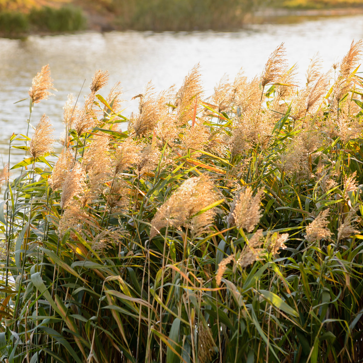 Gewoon riet - Willemse