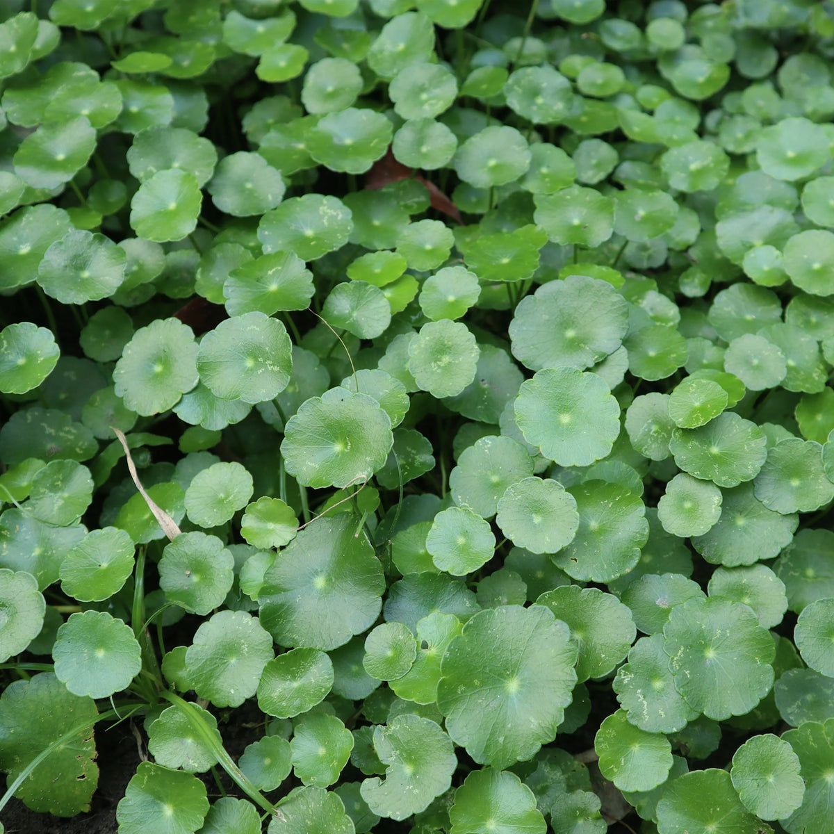 Waternavel - Hydrocotyle vulgaris - Willemse