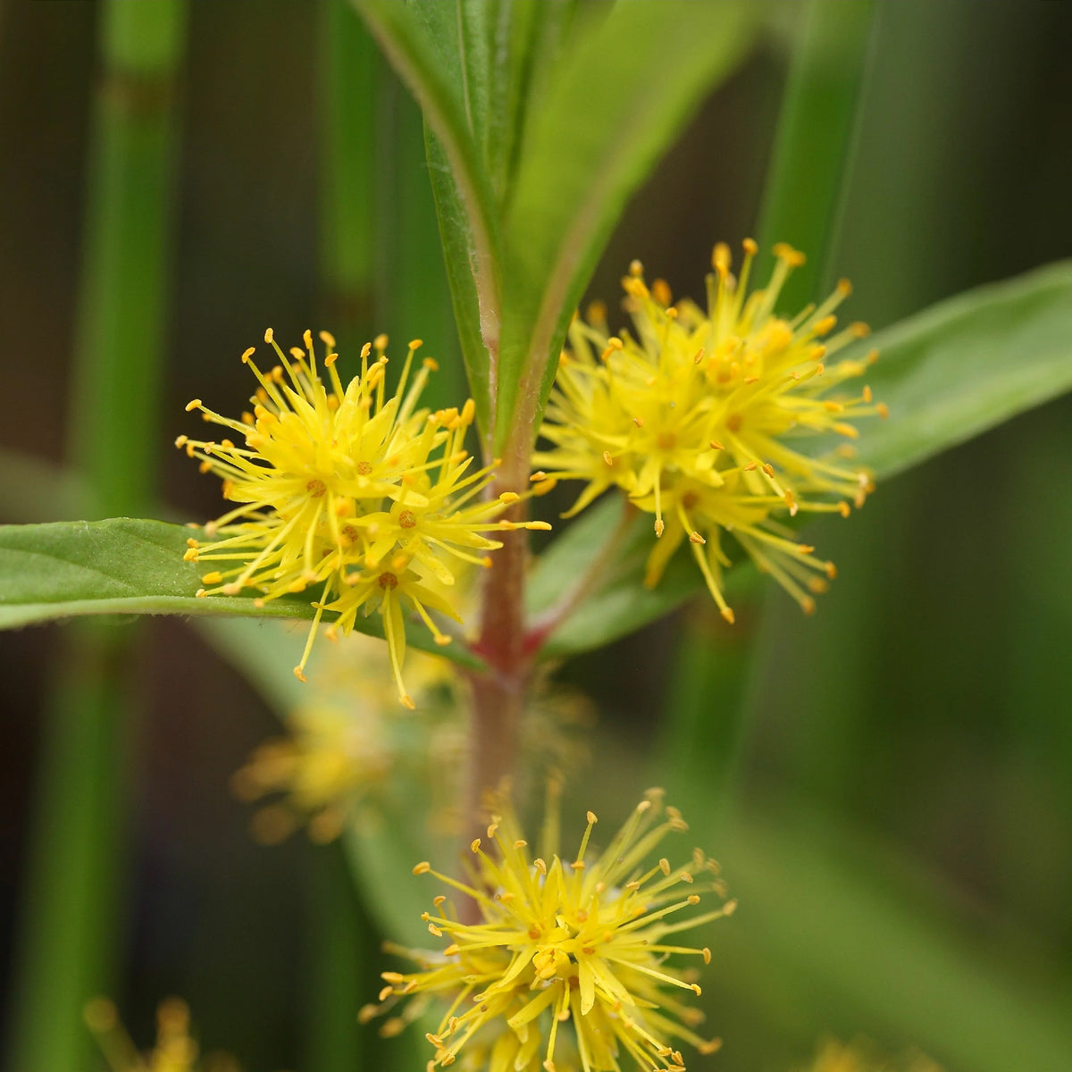 Wederik Thyrsiflora - Lysimachia thyrsiflora - Willemse