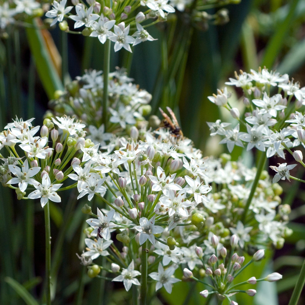 Allium tuberosum - Chinese bieslook - Kruiden