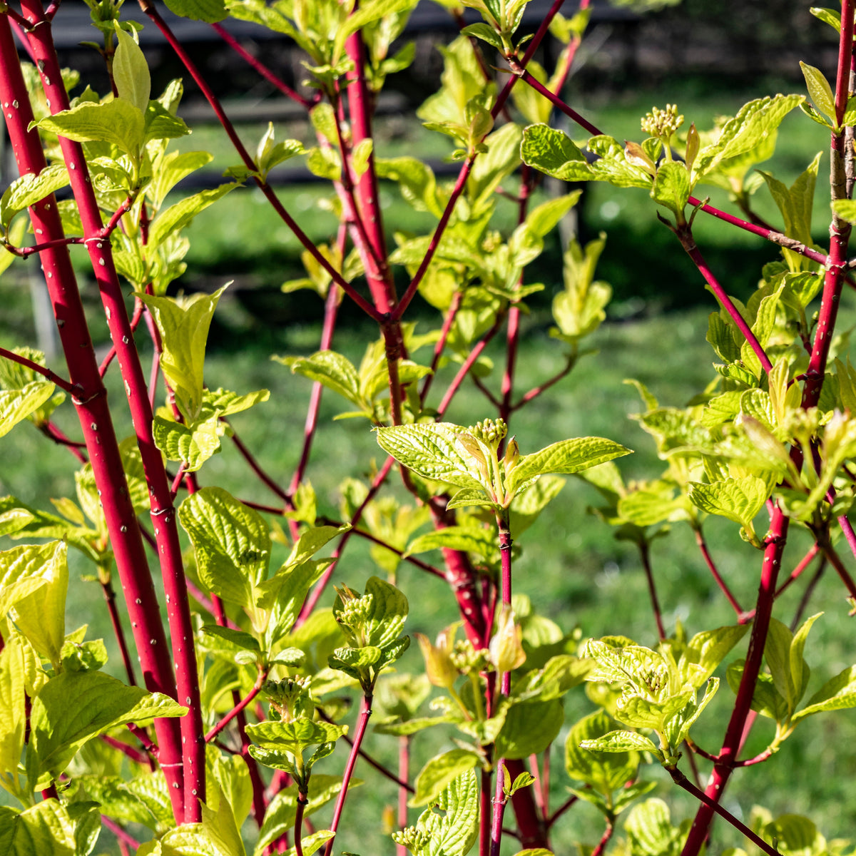 Rode kornoelje 'Sibirica' - Cornus alba Sibirica - Willemse