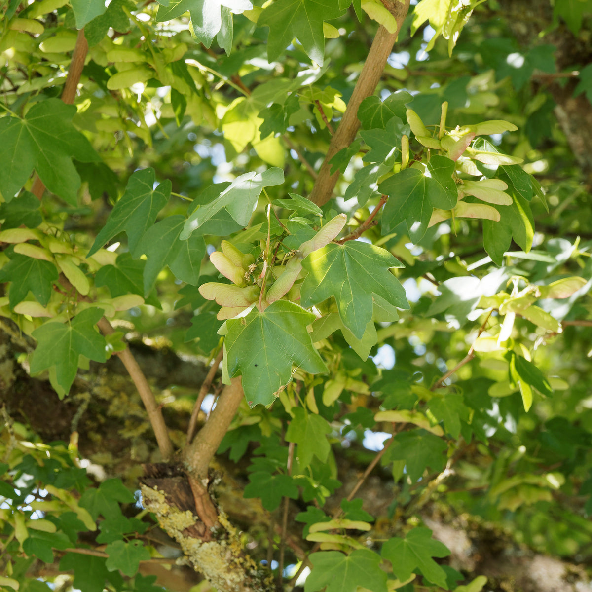 Spaanse aak - Willemse