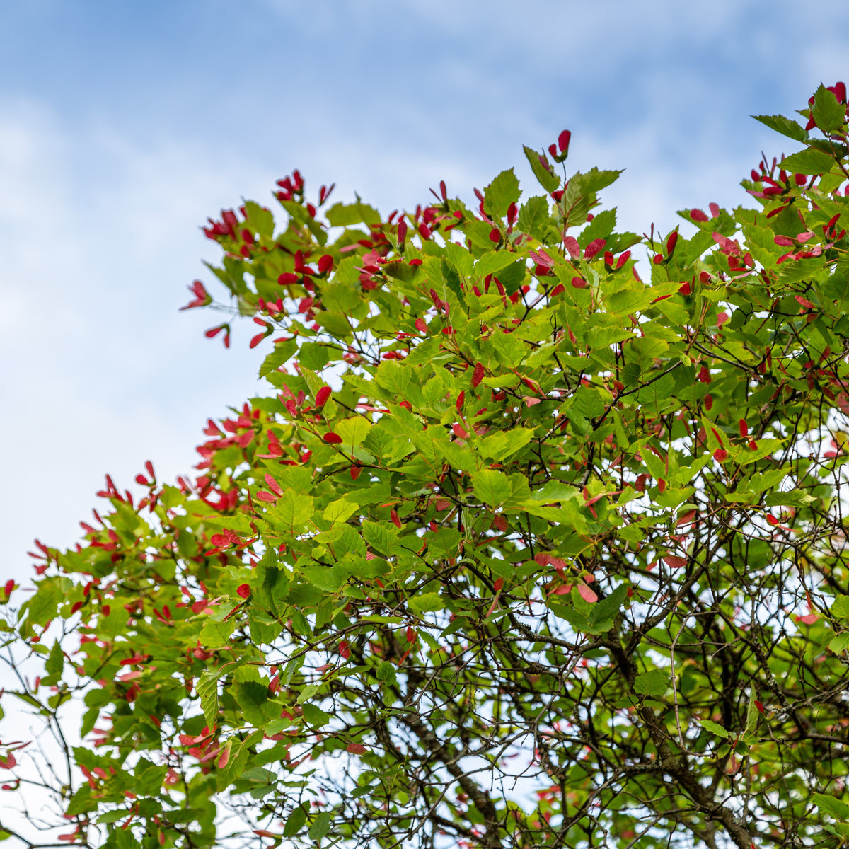 Esdoorn - Chinese esdoorn - Acer ginnala
