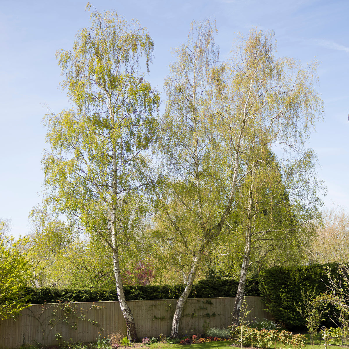 Witte berk - Betula pendula - Willemse