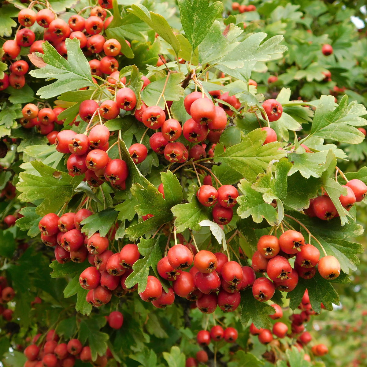 Crataegus monogyna - Meidoorn - Bloeiende heesters