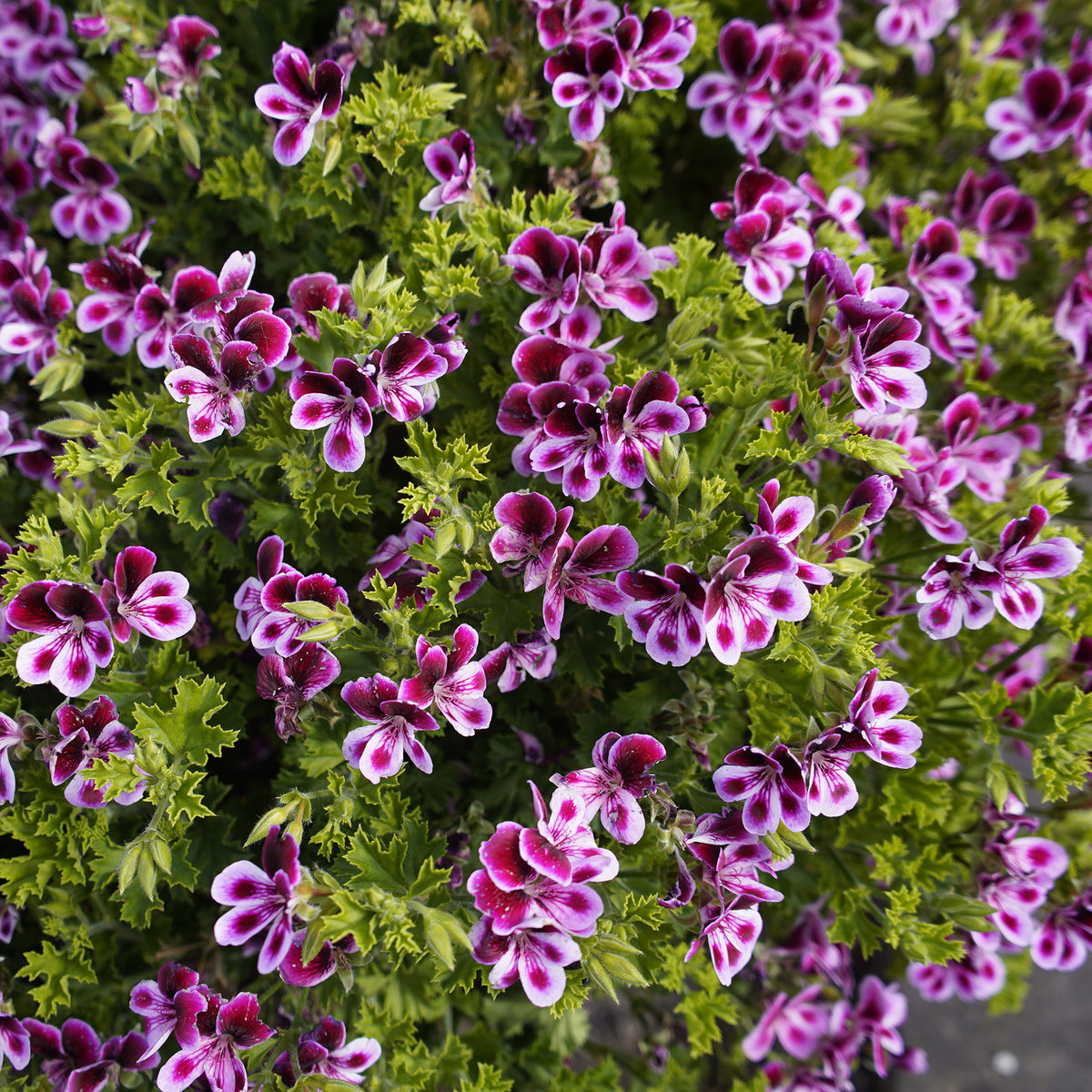 Geranium 'Mosquitaway Eva' (x3) - Willemse