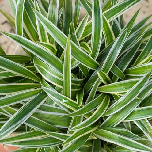 Zebraplant Ocean - Chlorophytum comosum Ocean - Willemse