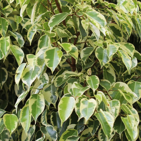 Goudkoning Treursmurf - Ficus benjamina Golden King