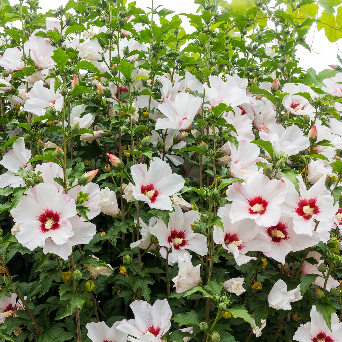 Hibiscus syriacus - Altheastruik op stam - wit/rood - Hibiscus