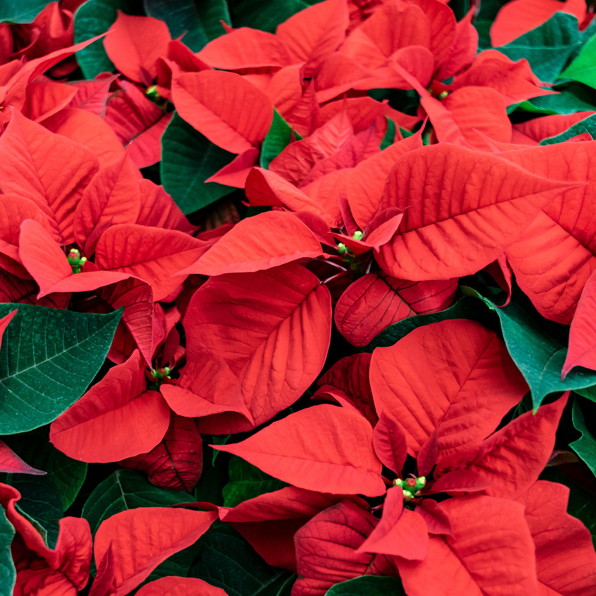 Rode kerstster - Euphorbia pulcherrima red - Willemse