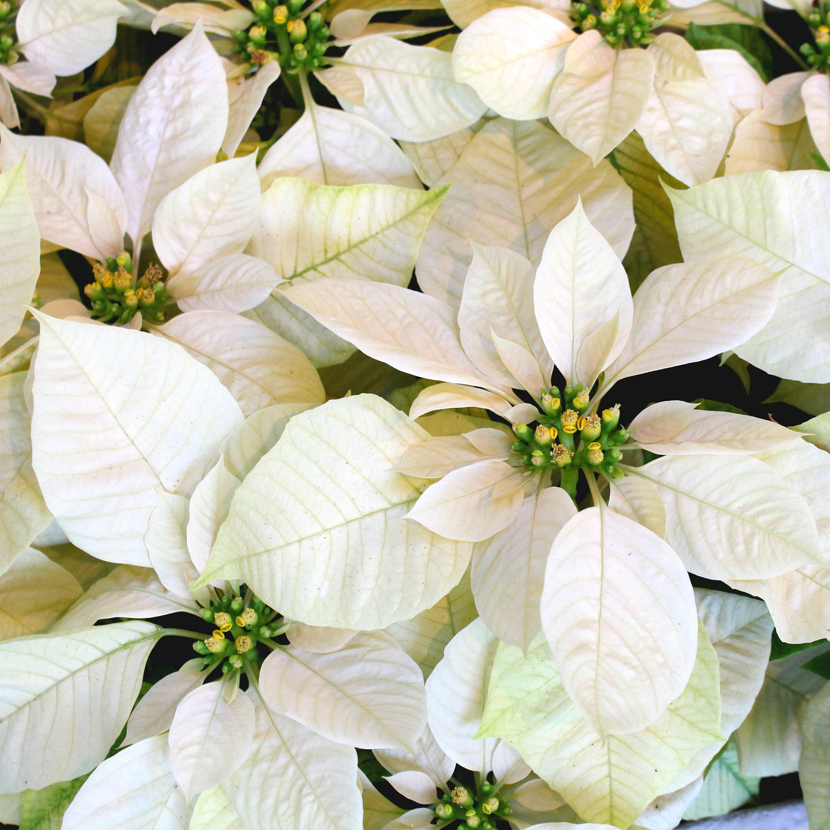 Witte kerstster - Euphorbia pulcherrima white - Willemse