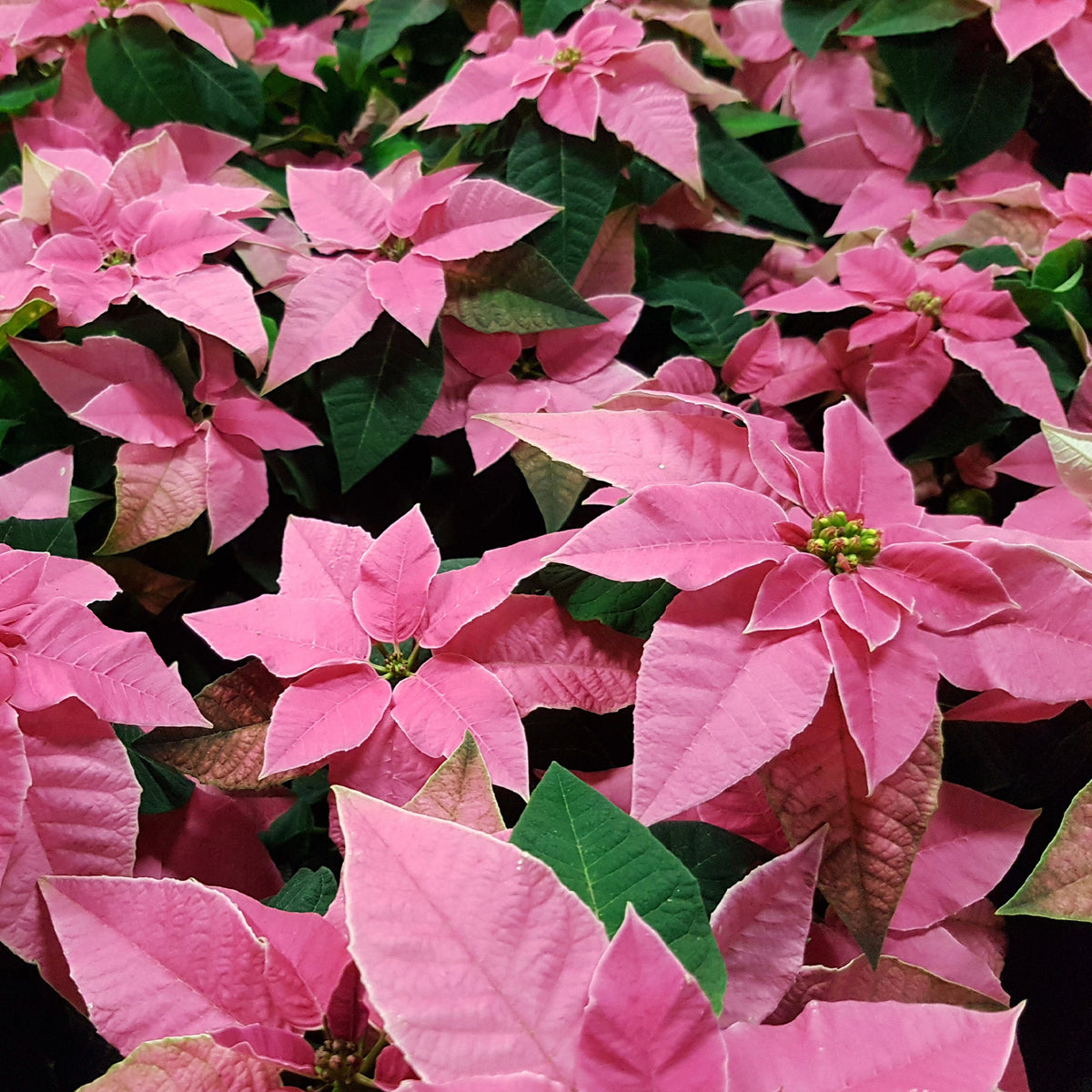 Roze kerstster - Euphorbia pulcherrima pink - Willemse