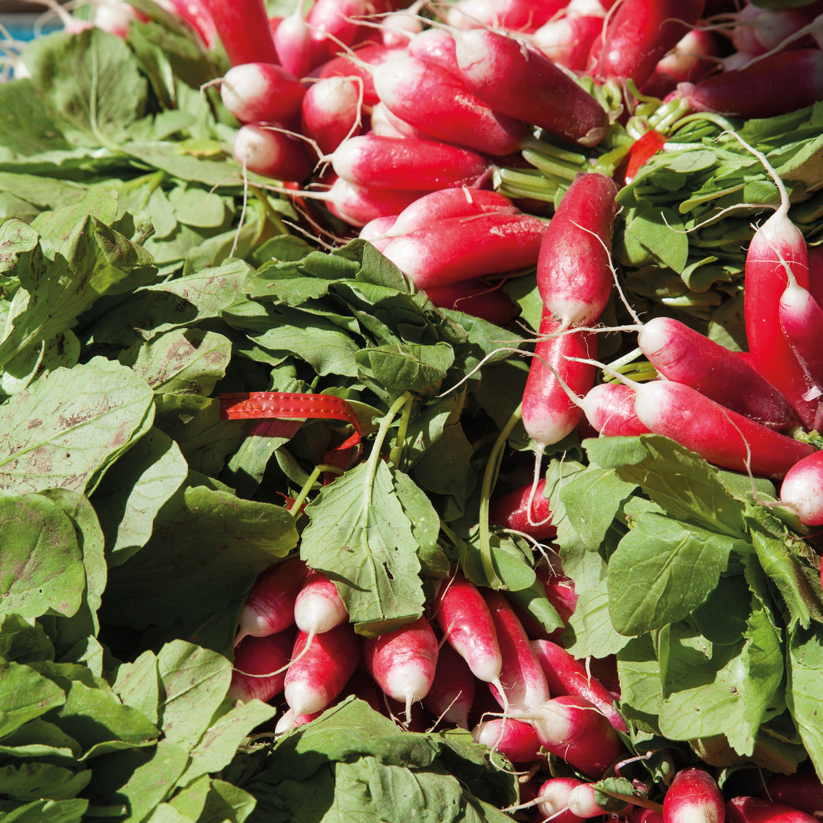 Radijszaden - Radijs Mix - Collection 3 radis