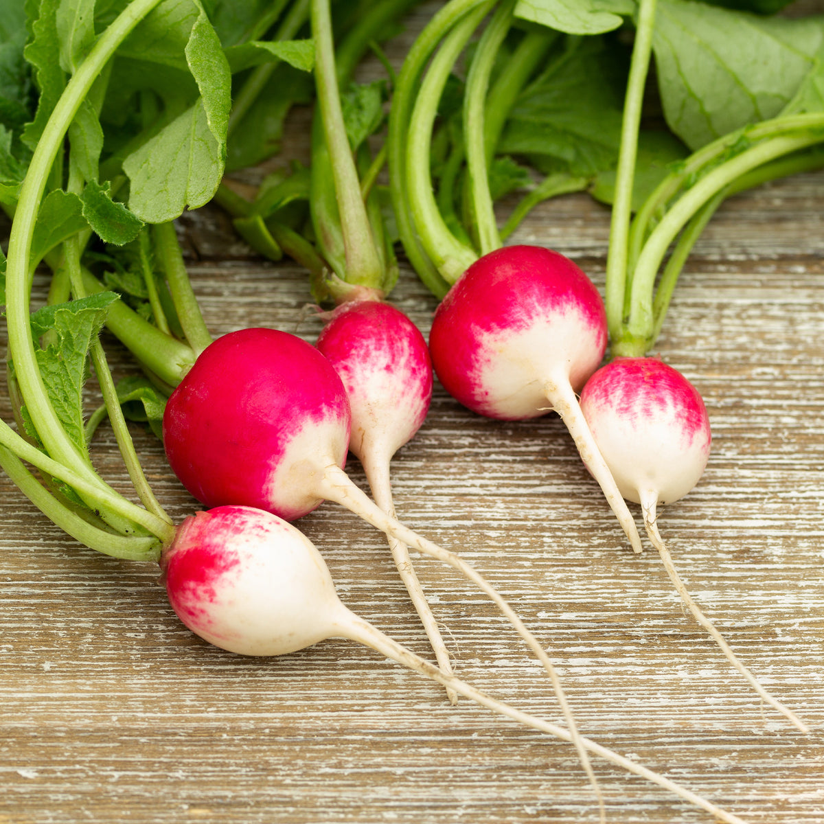 Radijs 'National 3' - Willemse