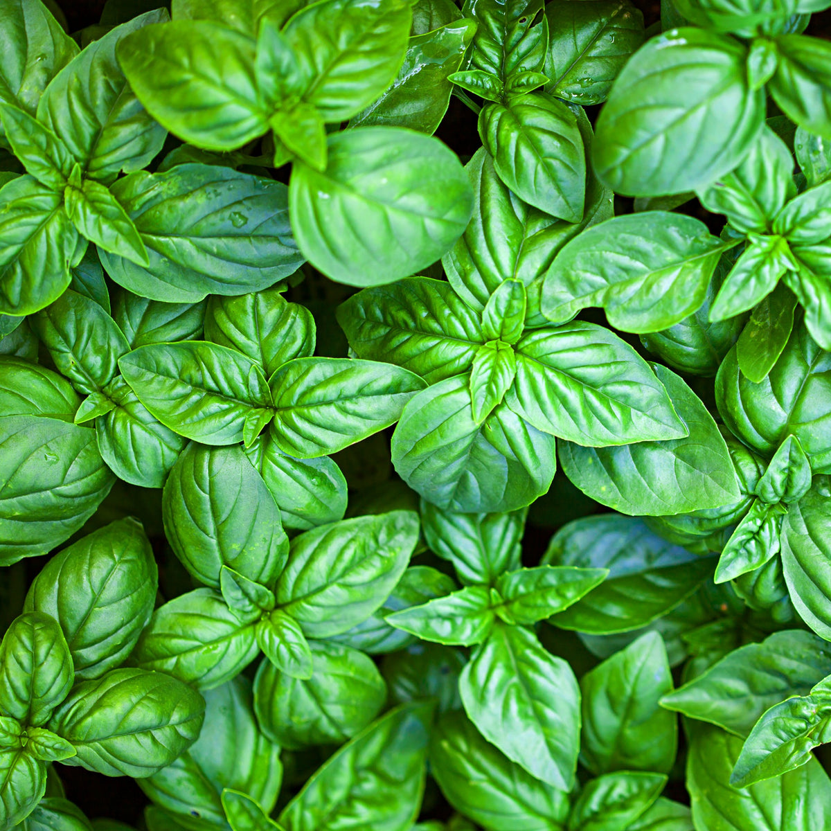 Aromatische Collectie #1