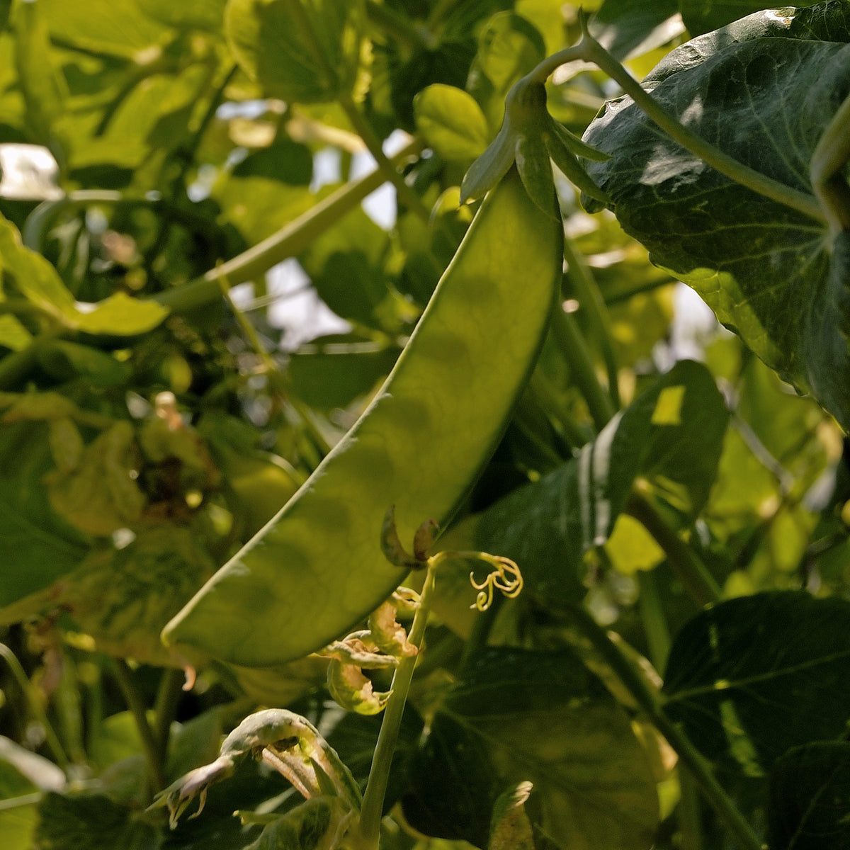 Doperwt 'Telefono' - Willemse