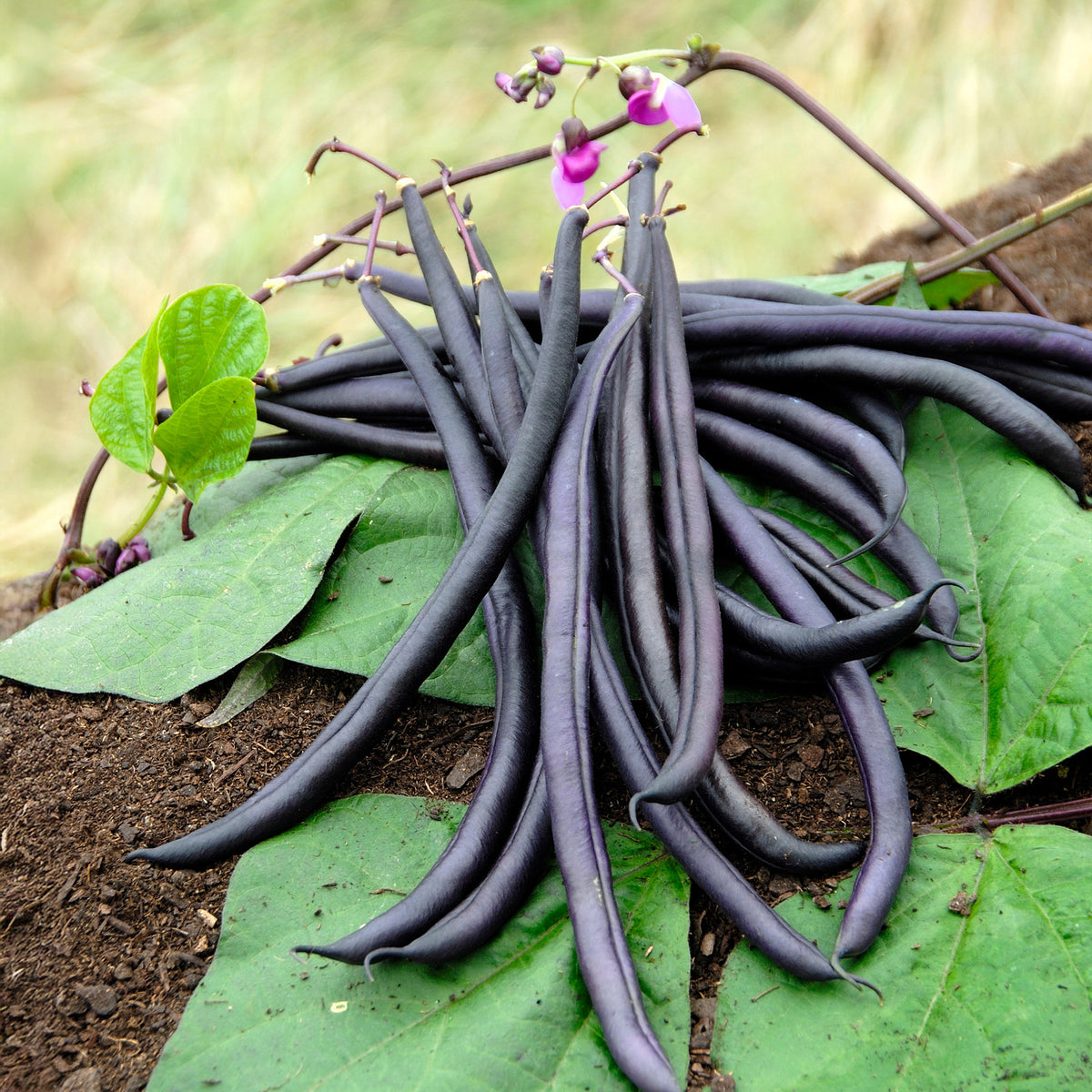 Stamslaboom 'Purple Queen' - Phaseolus vulgaris purple queen - Willemse