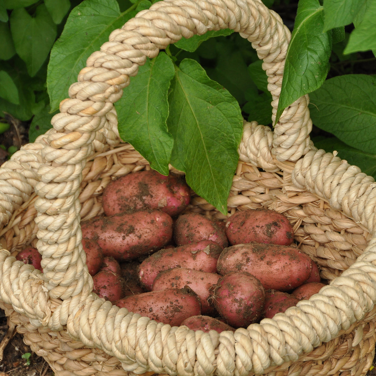 Aardappel 'Rose de France' - Willemse