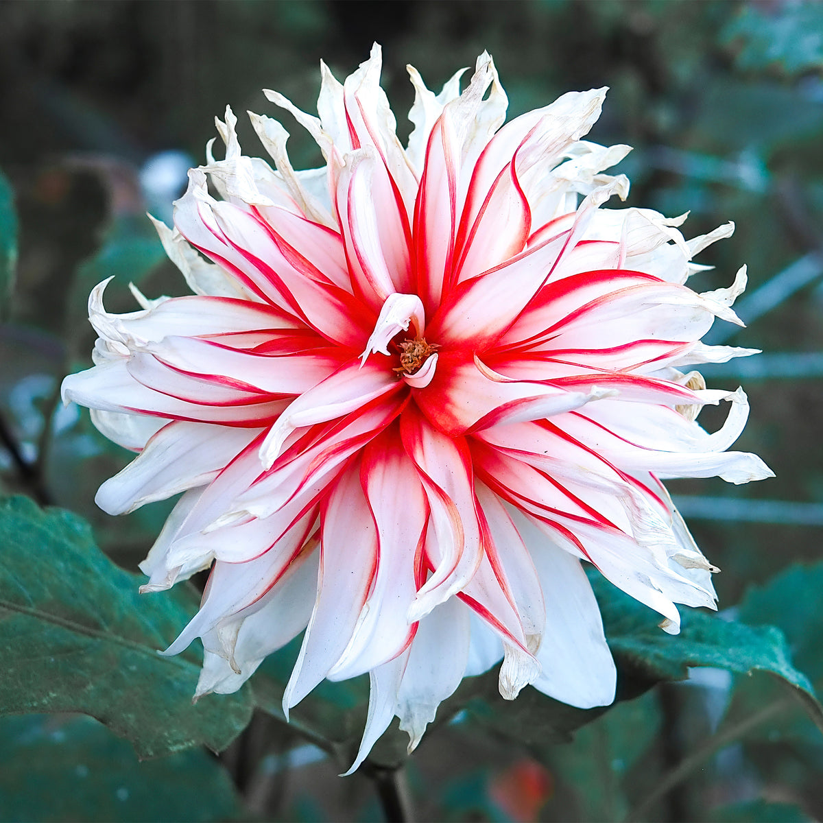 Dahlia santa claus - Dahlia 'Santa Claus' (x3) - Dahlia
