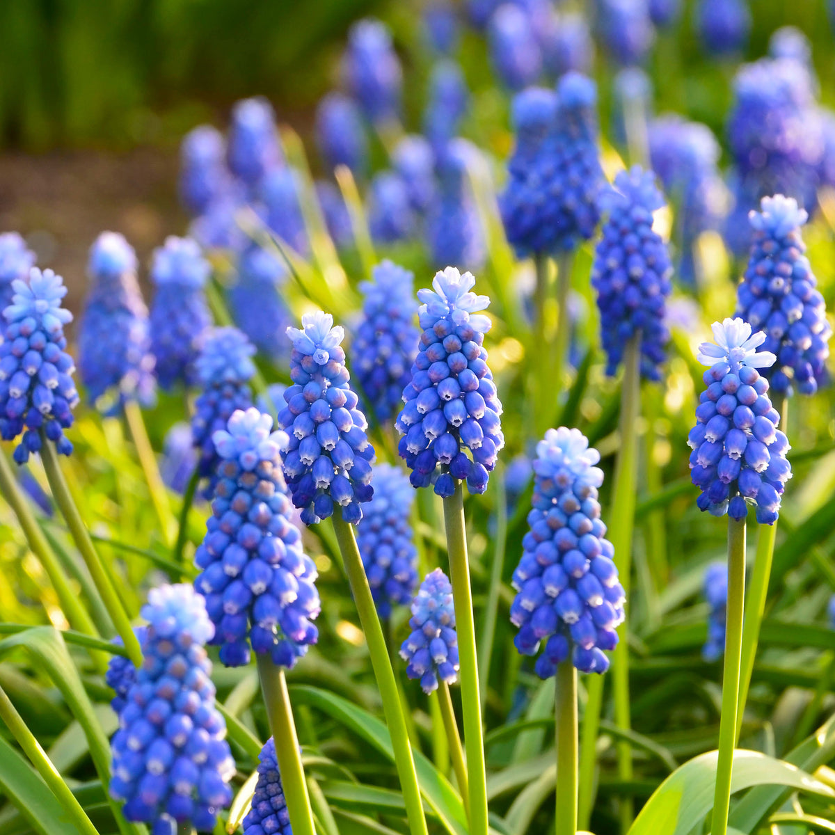 Muscari armeniacum - Blauwe druifjes (x10) - Blauwe druifjes