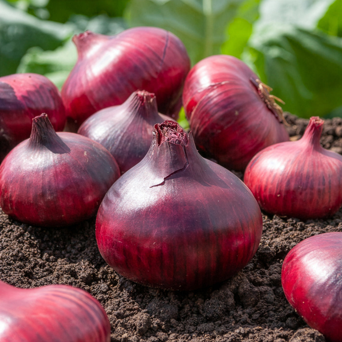 Uien - Uiencollectie: Sneeuwbal, Stuttgart, Brunswijk (x3) - Allium cepa snowball, stuttgart, brunswick