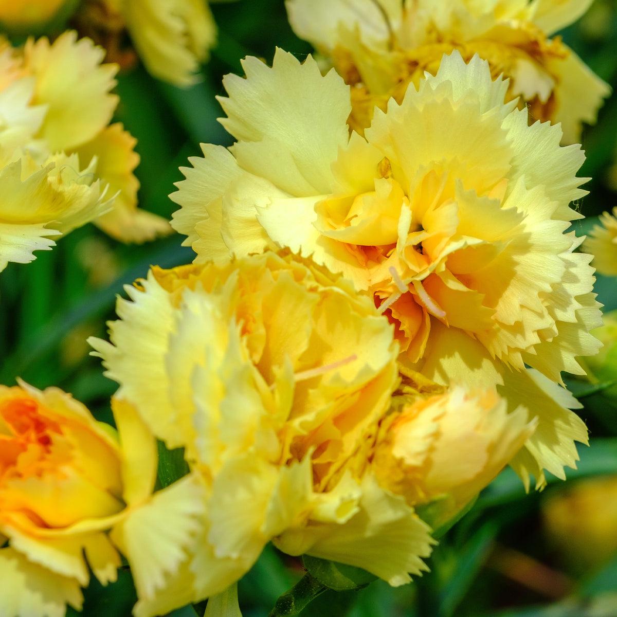 Anjer 'Grenadine Yellow' (x2) - Willemse