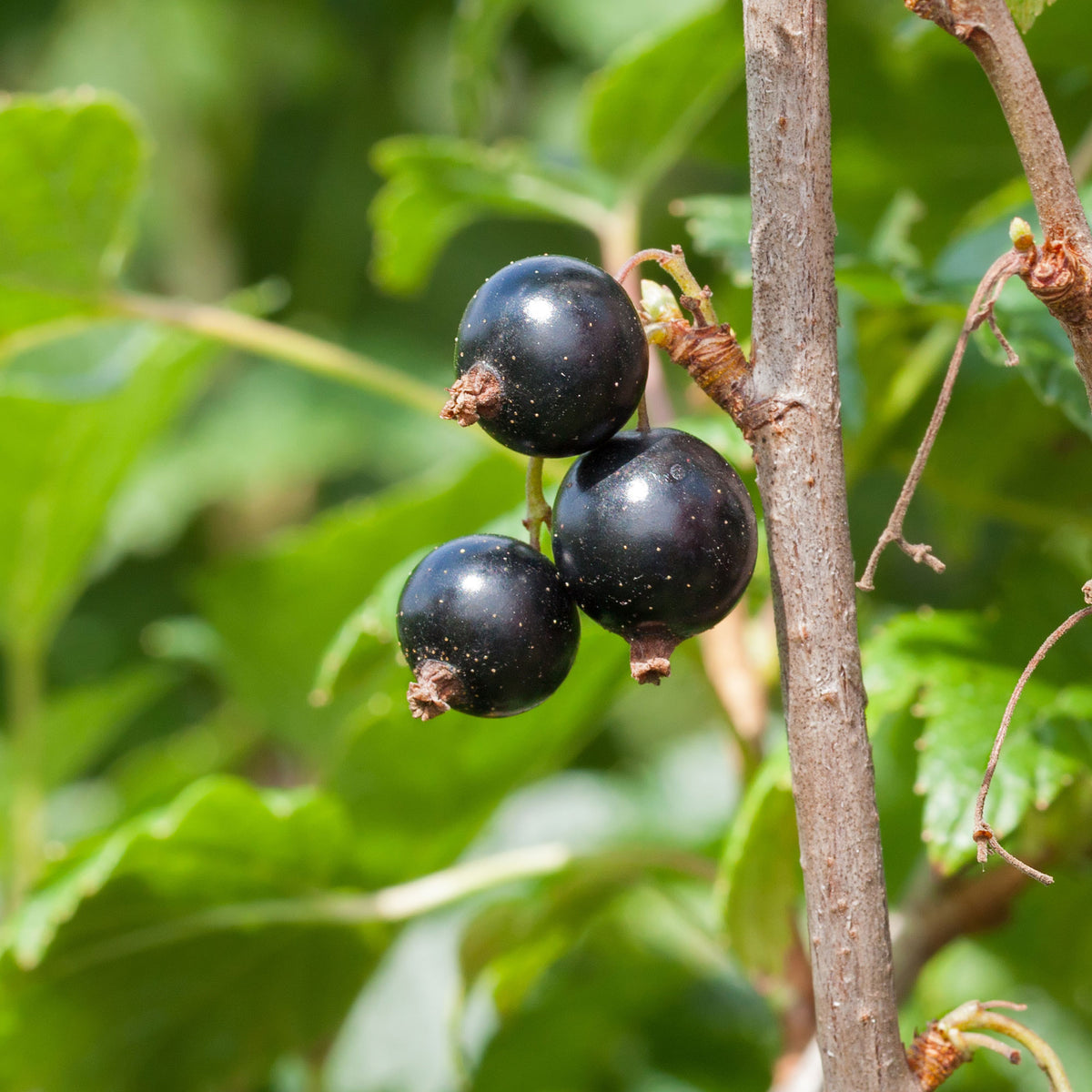 Zwarte bes 'Andega' - Willemse