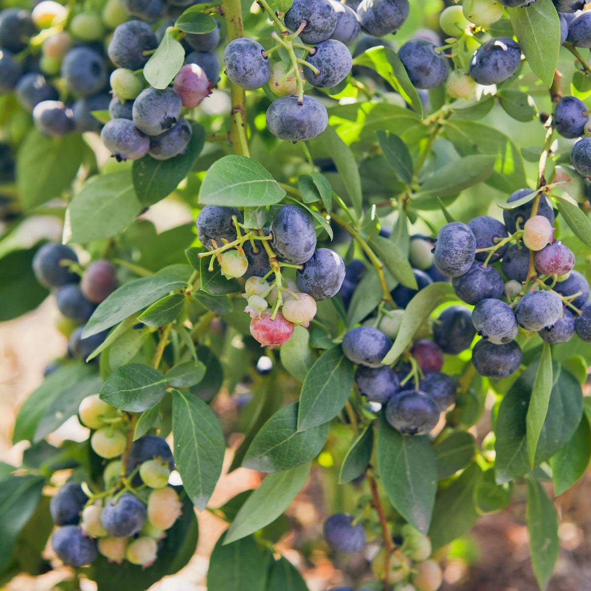 Blauwe bes 'Giant Patriot' - Vaccinium corymbosum Giant Patriot - Willemse