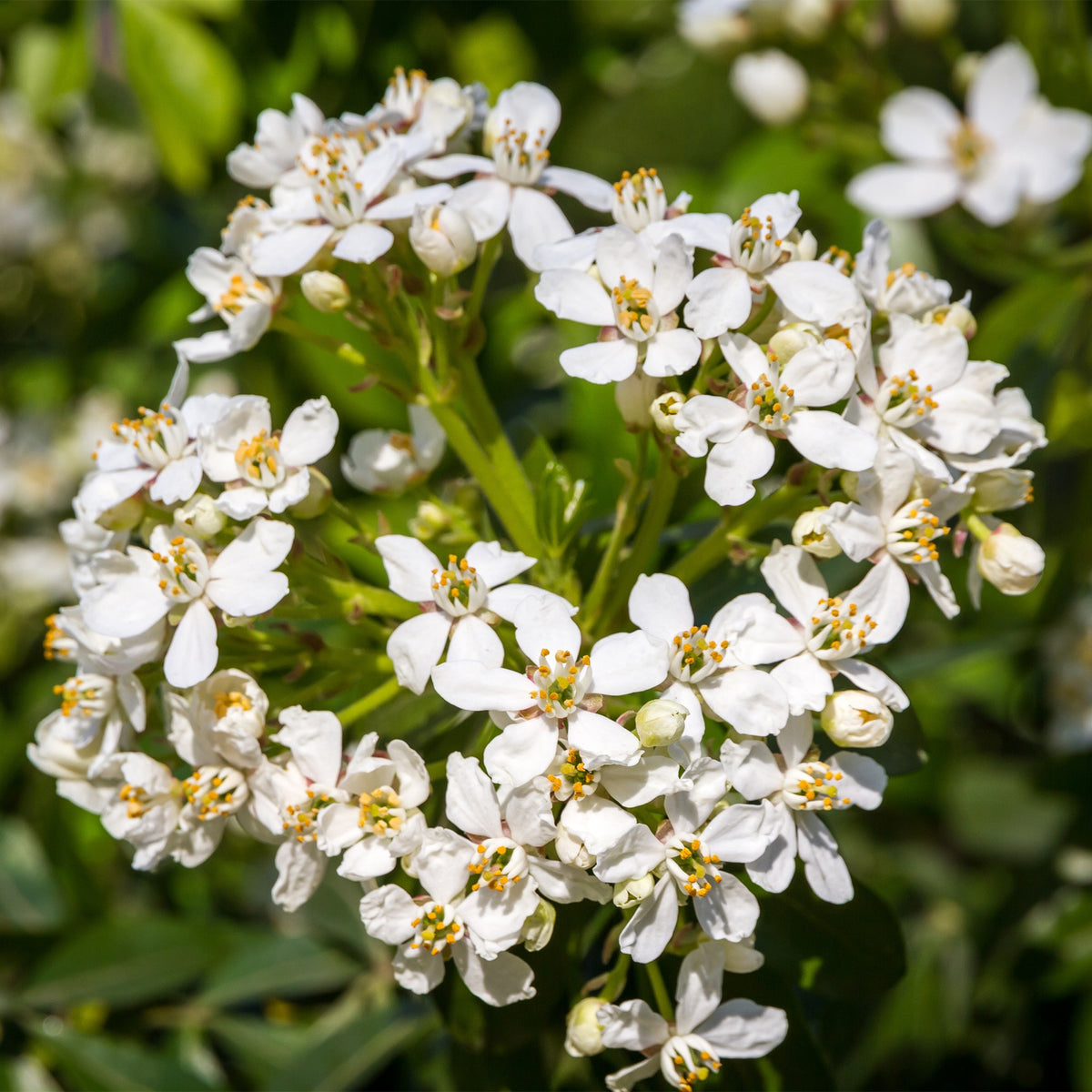 Verkoop Mexicaanse sinaasappelboom - Choisya ternata