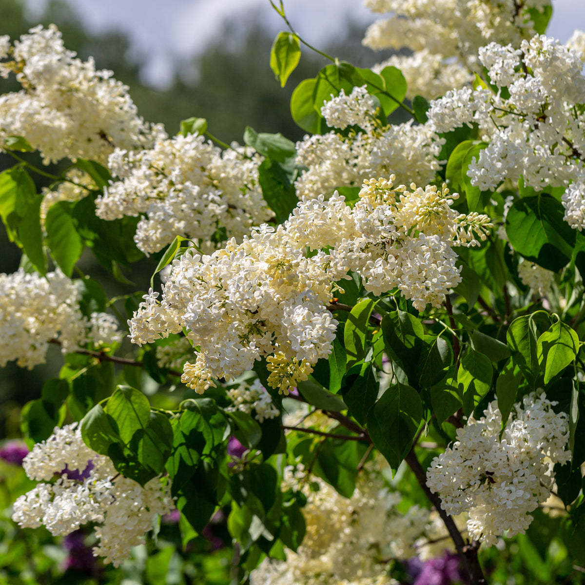 Gele Sering - Syringa vulgaris Primrose - Willemse