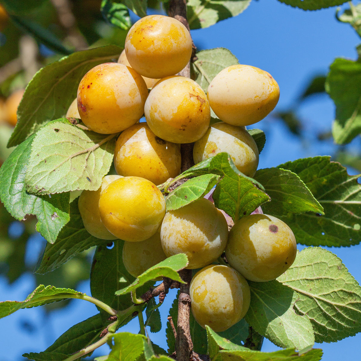 Pruimenboom 'Mirabelle de Nancy' - Willemse