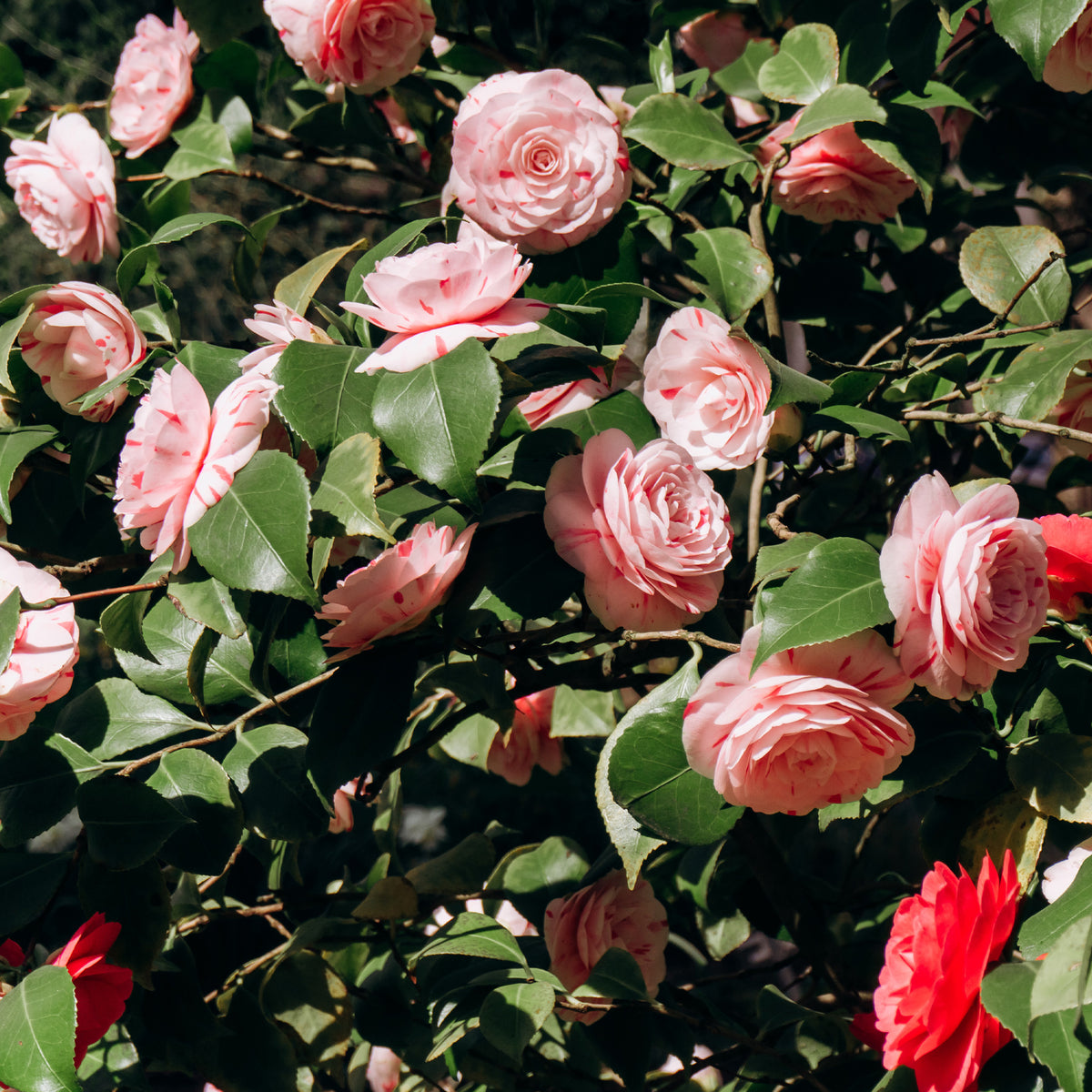 Japanse roos 'William Barlett' - Camellia japonica william bartlett - Willemse
