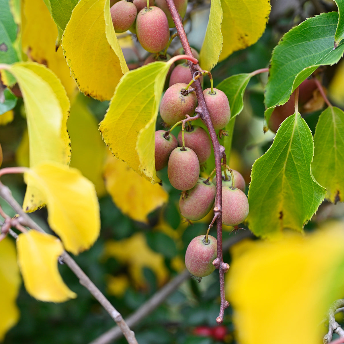 Kiwi Mix (1x mannelijk + 1x vrouwelijk) - Actinidia arguta Weiki ® - Willemse