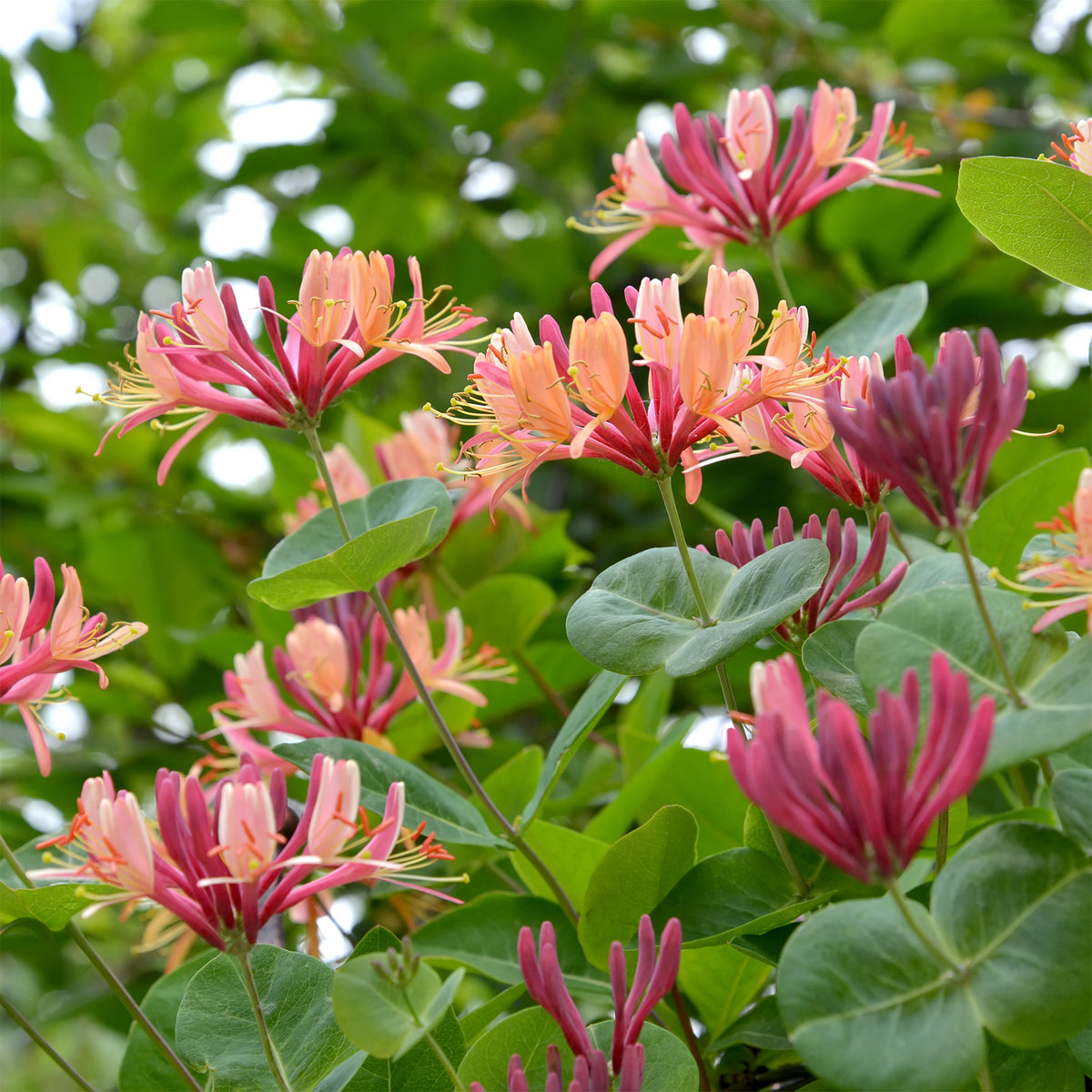 Kamperfoelie 'American Beauty' - Willemse