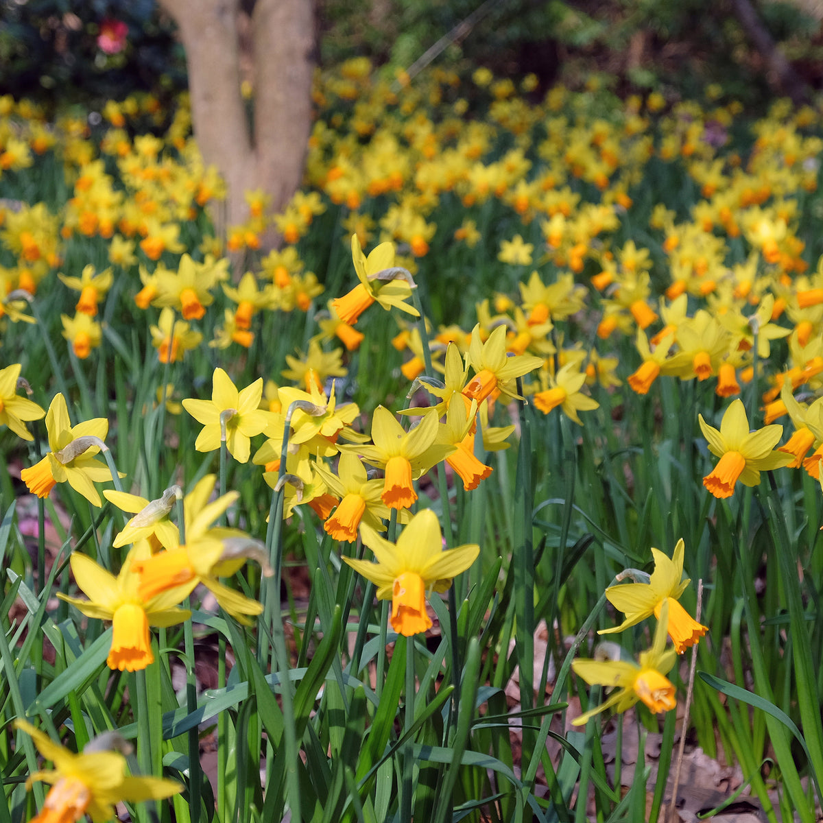 Narcis Jet Fire (x5) - Willemse