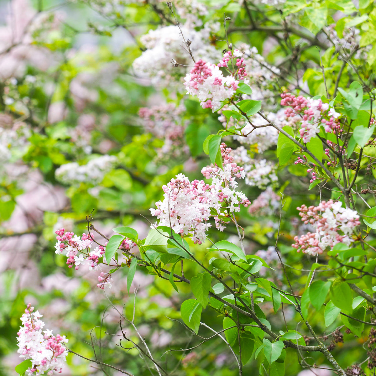 Dubbelbloemige sering 'Beauty of Moscow' - Willemse