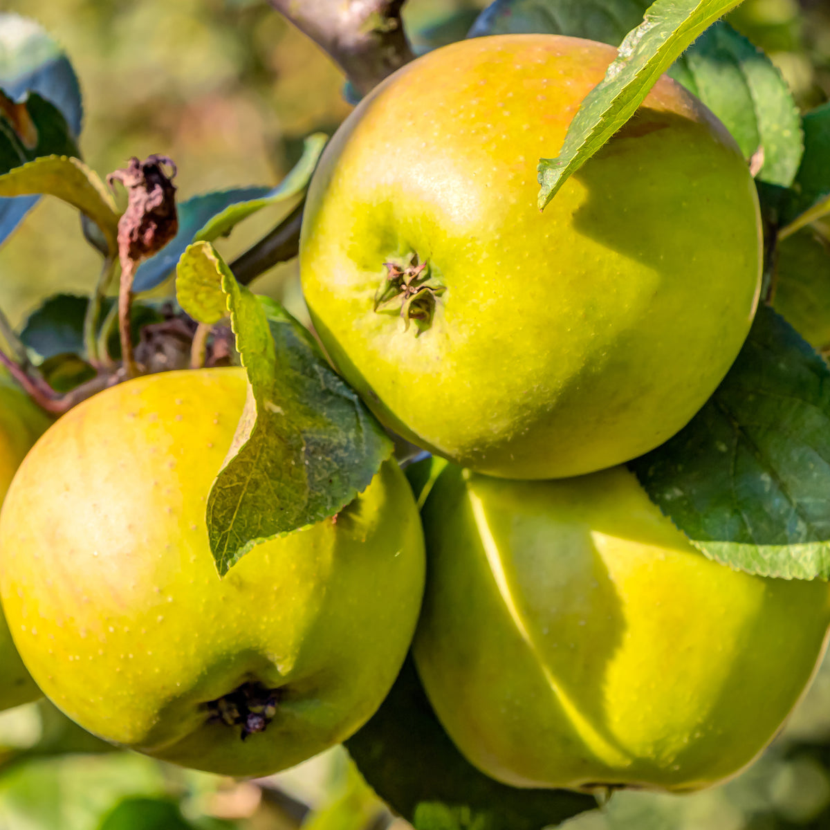 Appelboom 'Golden Delicious' - Willemse