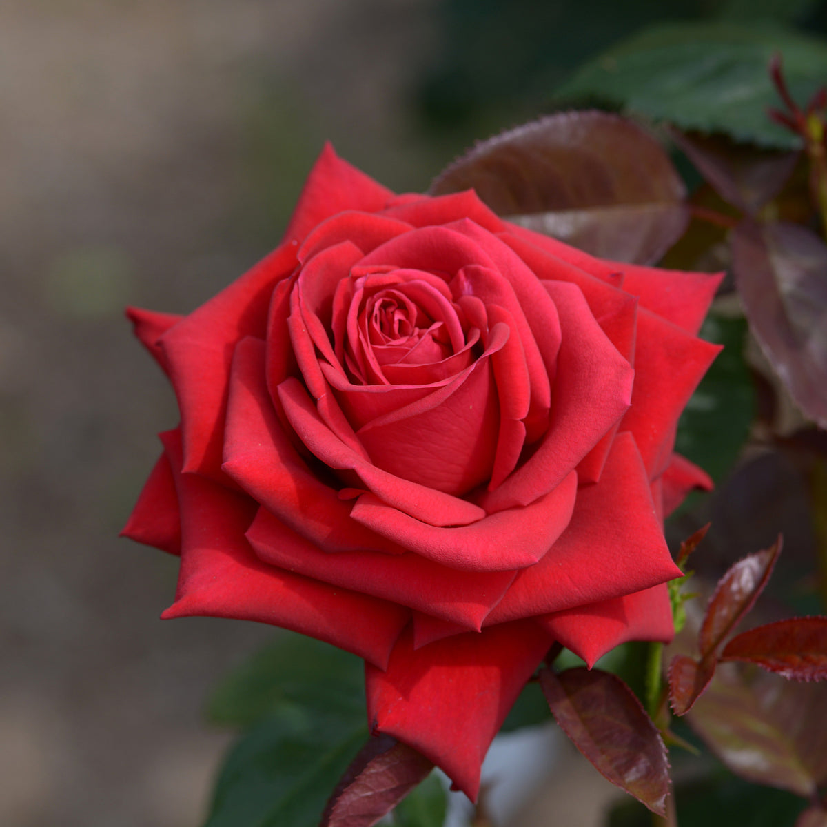 Grootbloemige roos 'Grande Amore' - Willemse