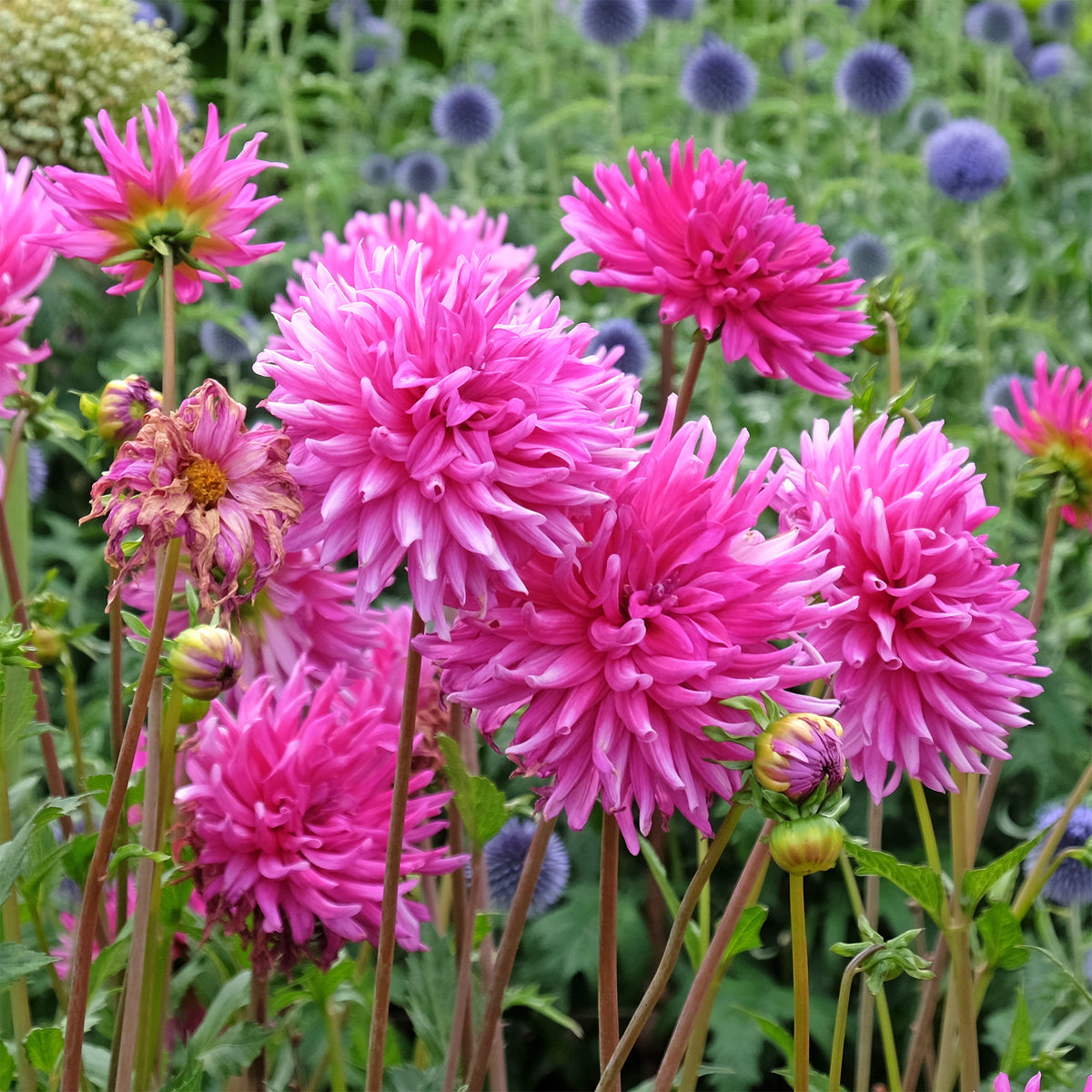 Dahlia 'Purple Gem' (x3) - Willemse