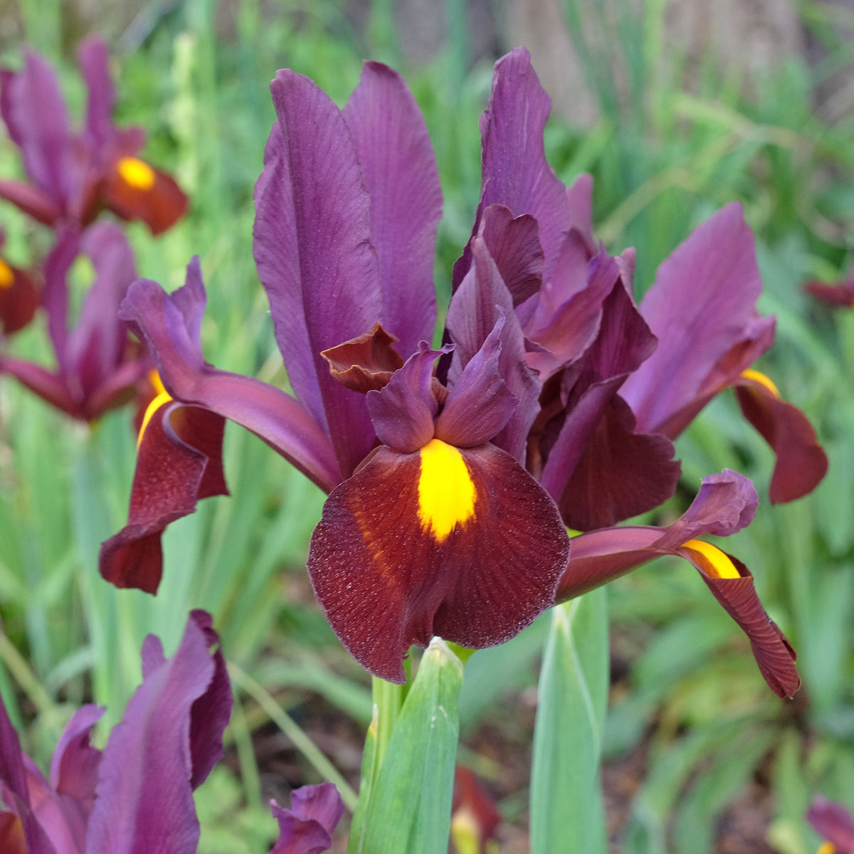 Iris hollandica Red Ember - Hollandse iris 'Red Ember' (x20) - Iris
